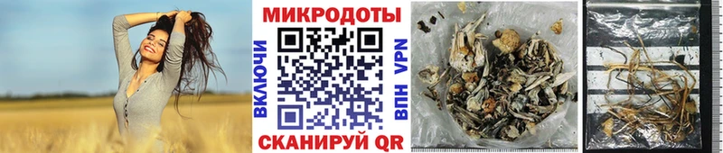 Псилоцибиновые грибы Psilocybe  Камбарка 